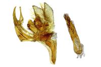 Catoptria lythargyrella