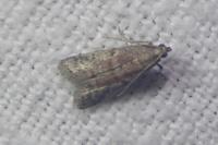 Ephestia