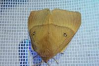 Lasiocampa quercus quercus