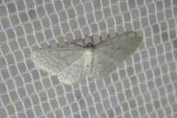 Idaea subsericeata