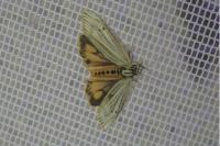 Spiris striata