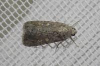 Spodoptera exigua