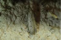 Phycitodes