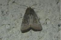 Hoplodrina ambigua