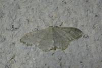 Idaea aversata