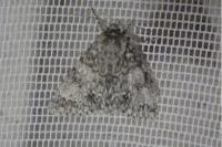 Acronicta megacephala