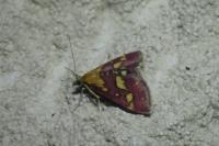 Pyrausta purpuralis
