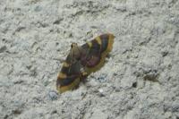 Hypsopygia costalis