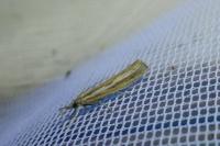 Agriphila tristella
