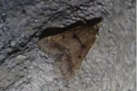 Stemmatophora brunnealis