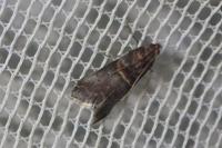 Acrobasis consociella