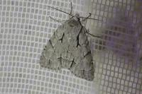 Acronicta psi/tridens