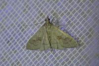 Mecyna asinalis
