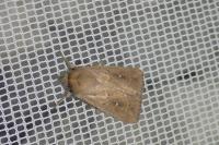 Mythimna albipuncta