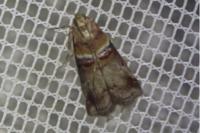 Acrobasis tumidana