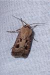 Agrotis exclamationis exclamationis