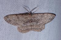 Charissa obscurata obscurata