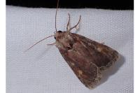 Lacanobia oleracea