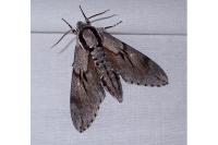 Hyloicus pinastri