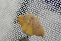 Watsonalla binaria