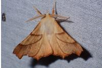 Ennomos fuscantaria
