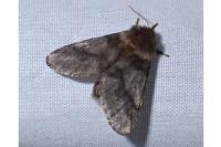 Thaumetopoea processionea