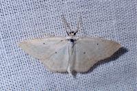 Scopula immutata