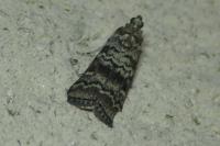 Dioryctria abietella