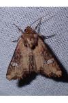 Mesapamea secalella/secalis