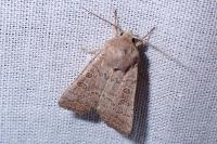 Hoplodrina