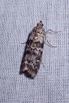 Dioryctria abietella