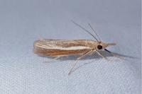 Agriphila selasella/tristella