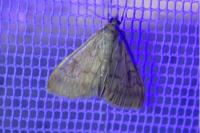 Ostrinia nubilalis