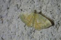 Camptogramma bilineata
