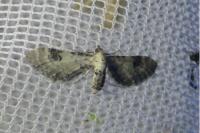 Eupithecia centaureata