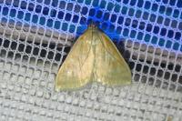 Sitochroa verticalis