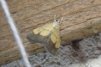 Evergestis limbata