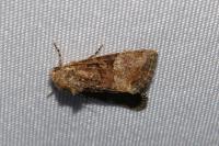 Mesoligia furuncula
