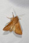 Mythimna albipuncta