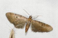 Eupithecia gr. absinthiata
