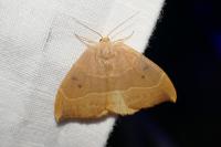 Watsonalla binaria