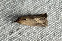 Schrankia costaestrigalis