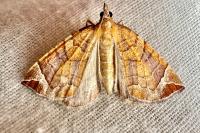 Eulithis testata