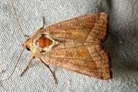Hydraecia micacea