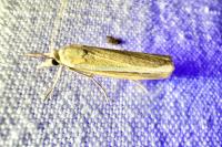 Agriphila selasella