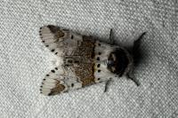 Furcula furcula