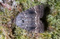 Amphipyra pyramidea/Amphipyra berbera