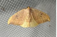 Watsonalla binaria