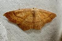Cyclophora ruficiliaria