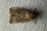 Hoplodrina ambigua